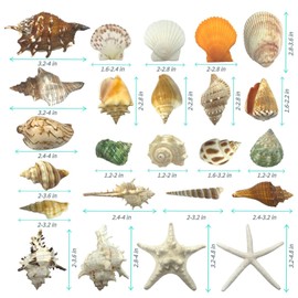 VESDORAIX 24 Kinds of Large Natural Seashells,1.2''-4.8'' 24PCS Large Seashells for Crafts,Home Decorations,Beach Wedding Decorations,Large White Sea Shells for Ocean Themed Parties,Vase Filler