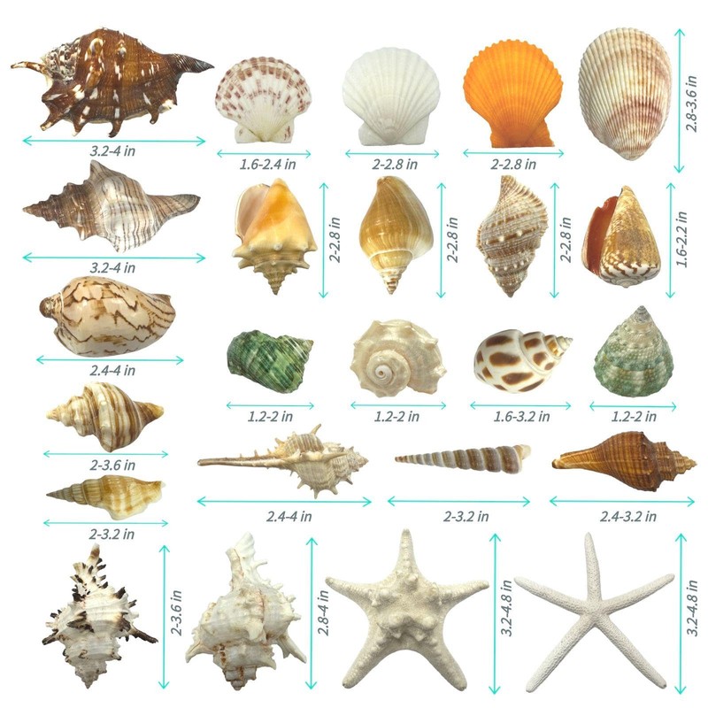 VESDORAIX 24 Kinds of Large Natural Seashells,1.2''-4.8'' 24PCS Large Seashells