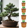 Doter Premium Bonsai Soil Mix with Enhanced Aeration & Drainage