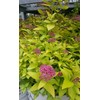 Proven Winners - Spiraea jap. Double Play Gold (Spirea) Shrub,