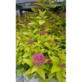 Proven Winners - Spiraea jap. Double Play Gold (Spirea) Shrub, , #3 - Size Container