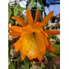 Cactus Epiphyllum Spiced Takuan in 4 inch pots / Orchid