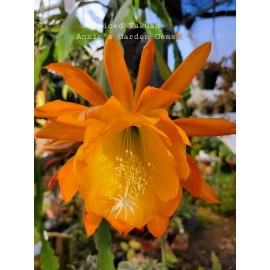 Cactus Epiphyllum Spiced Takuan in 4 inch pots / Orchid Cactus / Well Rooted