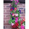 Bowry's Red Hanging Strawberry Flower Bag Planters - Pack of