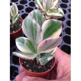 VARIEGATED JADE PLANT(CRASSULA ARGENTEA 'VARIEGATED') 2 1/4" SUCCULENT POT