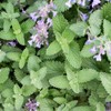 Catnip Plant (Nepeta cataria) 2.5 inch Pot - Live Plant