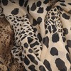 YOUR SMILE Ladies/Women's Lightweight Floral Print/Solid Color mixture Shawl Scarf