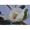Little Gem Magnolia (2-3 ft.) - Includes Planting Kit