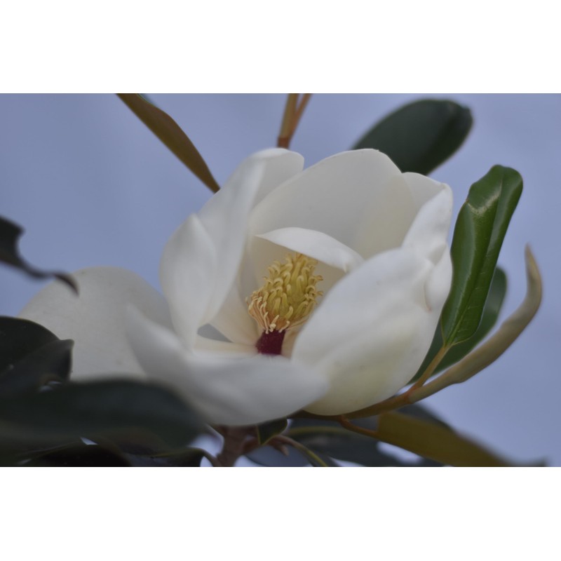 Little Gem Magnolia (2-3 ft.) - Includes Planting Kit