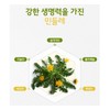 Lemon Balm Dandelion Extract Complex Powder 200g / 레몬밤 민들레