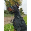 Big Dog Styles Head Collar. Made in UK for Large