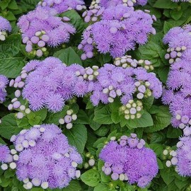 Park Seed Dwarf Aloha Blue Ageratum Seeds, Pack of 100 Seeds