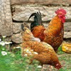 Chicken Wire Mesh Roll, 40cm x 5m Hexagonal Garden Netting