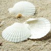 8PCS White Large Scallop Shells 4-5 inch, Natural Seashells for