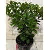 Tree 3Gal Fruiting CALAMANSI/ CALAMONDIN Sour Citrus Airlayered Bush Tree