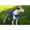 Max and Neo Passport Reflective Dog Harness - We Donate
