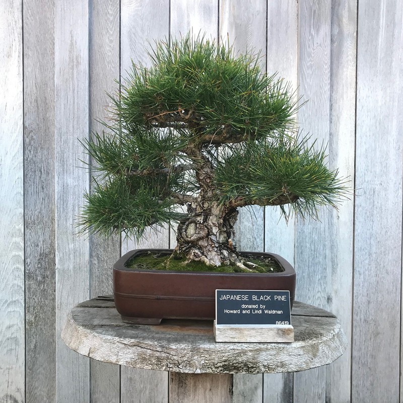 Bonsai Tree Grow Kit | Japanese Black Pine | White