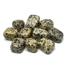 GeoFossils Dalmation Jasper Tumble Stone (20-25mm) Single Stone