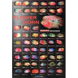 AZOO AZ90142 Flower Horn Décor Poster