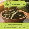 Akshit Soursop Leaves, 200+Graviola Leaves, Hojas De Guanabana Leaf, Tea,