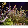 SubstrateSource Rotala H'ra Tissue Culture Aquatic Live Aquarium Plant -