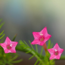 Outsidepride Cypress Vine Rose - 100 Seeds