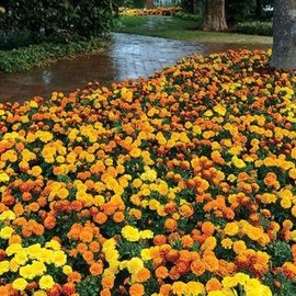 Park Seed Marigold Flowering Plant Seed, Easy to Grow, Perfect for Spring Gardens, Hot Pak Mix, Pack of 50