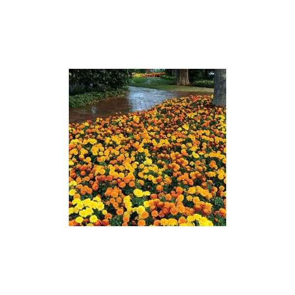 Park Seed Marigold Flowering Plant Seed, Easy to Grow, Perfect