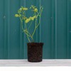 Heirloom Roses Rose Plant - Bull's Eye™ Multi Rose Bush,