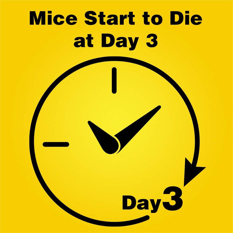 D-Con Corner Fit Mouse Poison Bait Station, 6 Count (Pack