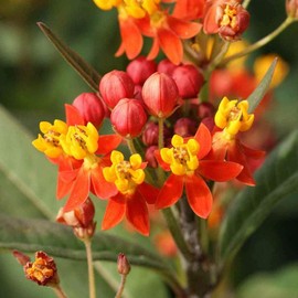 Outsidepride Asclepias Mexican Butterfly Weed AKA Tropical Milkweed Garden Flowers for Butterflies - 1000 Seeds