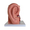 Axis Scientific Human Ear Model, 5 Times Enlarged 4 Dimensional