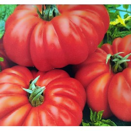 20 Seeds Tomato Costoluto Fiorentino Strong Ribbed Tomato Meat Tomato