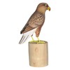 Brave Wings Hand Carved Wooden Eagle ~ While Tailed Eagle