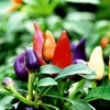Ornamental Dwarf Chili Pepper Seed Mix Masquerade Around 25 Seeds
