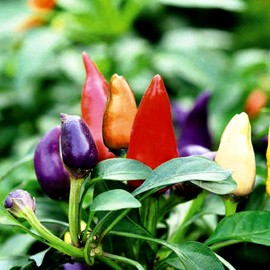 Ornamental Dwarf Chili Pepper Seed Mix Masquerade Around 25 Seeds
