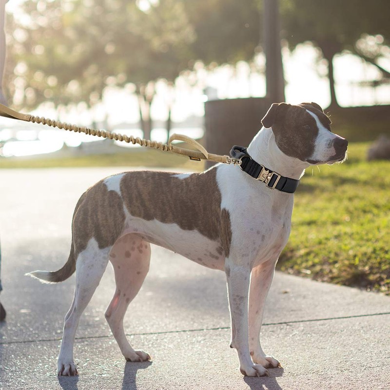 EXCELLENT ELITE SPANKER Dog Lead Nylon Dog Leash for Medium
