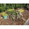 New Life Nursery & Garden Snow N Summer™ Asian Jasmine
