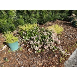 New Life Nursery & Garden Snow N Summer™  Asian Jasmine Vine - Live Plant - ( 3 Rooted Cutting )