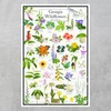 Georgia Wildflowers – Native Blooms Poster – Georgia Flower Identification