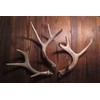 Real Whitetail Deer Antler Beer Tap Handle for Kegerators Keezers