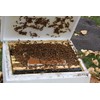 Global Patties 4% Pollen Patties for Bees | 10 lb