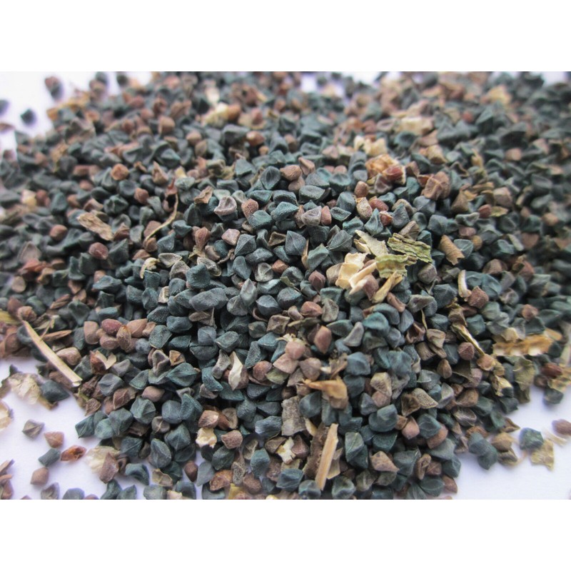 TeamKC2 Jute Leaf Plant Seeds (250 Seeds) ~ Crain Crain