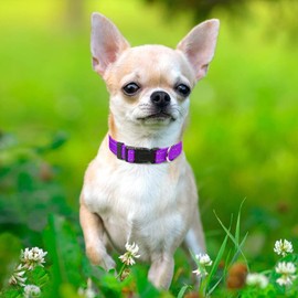 Taglory Reflective Adjustable Dog Collars for Puppy Small Medium Large Dogs, Thin Nylon Webbing and Quick Release Plastic Buckle(Purple, XSmall)