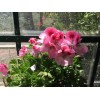 Freshcuts Martha Washington Geranium Pelargonium Mix Cuttings for rooting (6)