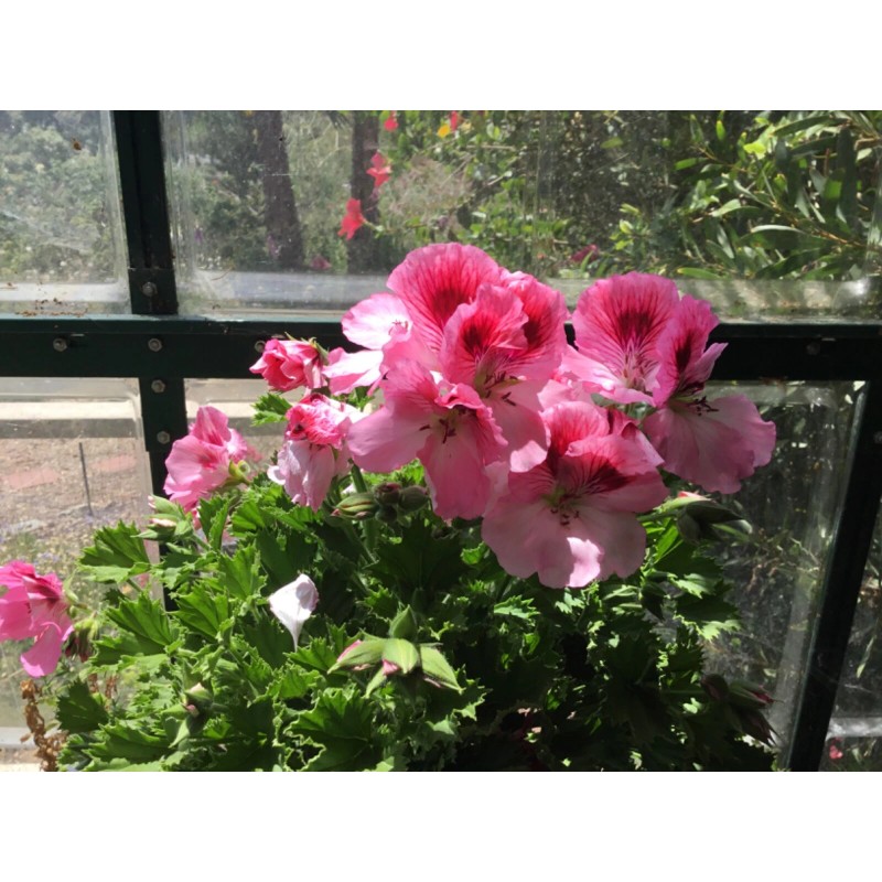 Freshcuts Martha Washington Geranium Pelargonium Mix Cuttings for rooting (6)