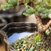 Brussel's Bonsai Brussel's Green Mound Juniper Bonsai in Zen Reflections