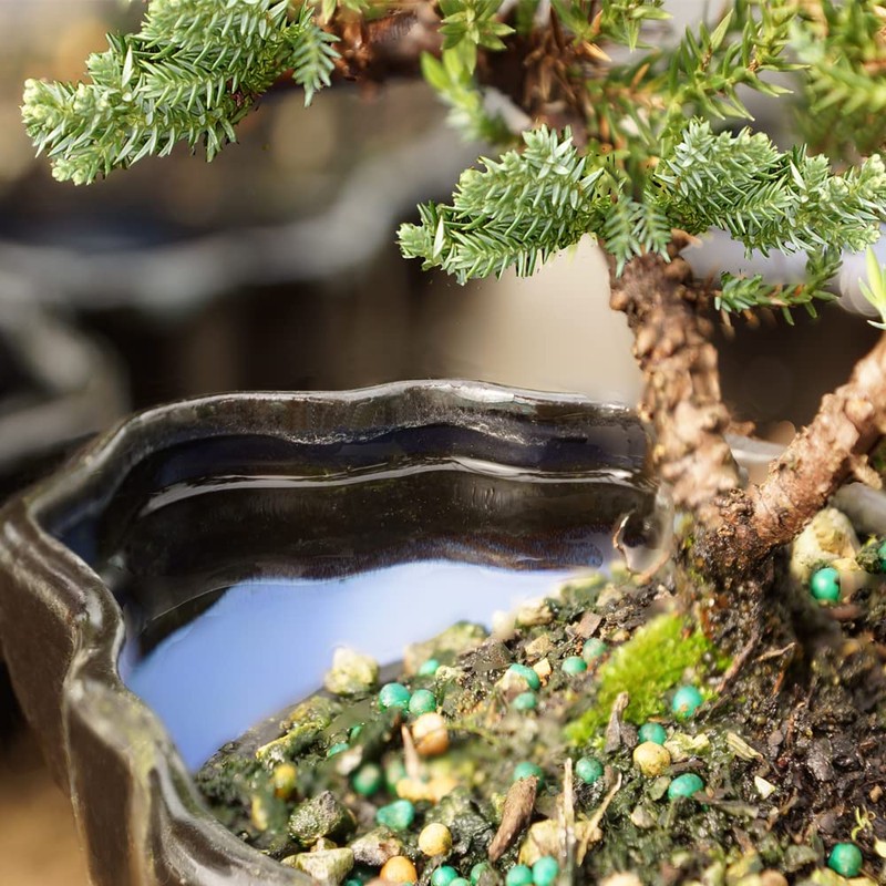 Brussel's Bonsai Brussel's Green Mound Juniper Bonsai in Zen Reflections