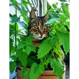 CEMEHA SEEDS - Seeds Catnip Cat Mint Catwort Catswort Non GMO Herbs for Planting 100 Seeds