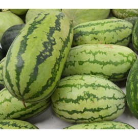 Southeast Seeds Georgia Rattlesnake Watermelon Seeds, NON-GMO, Gypsy Watermelon, FREE SHIPPING - 20 Seeds or 2 Grams